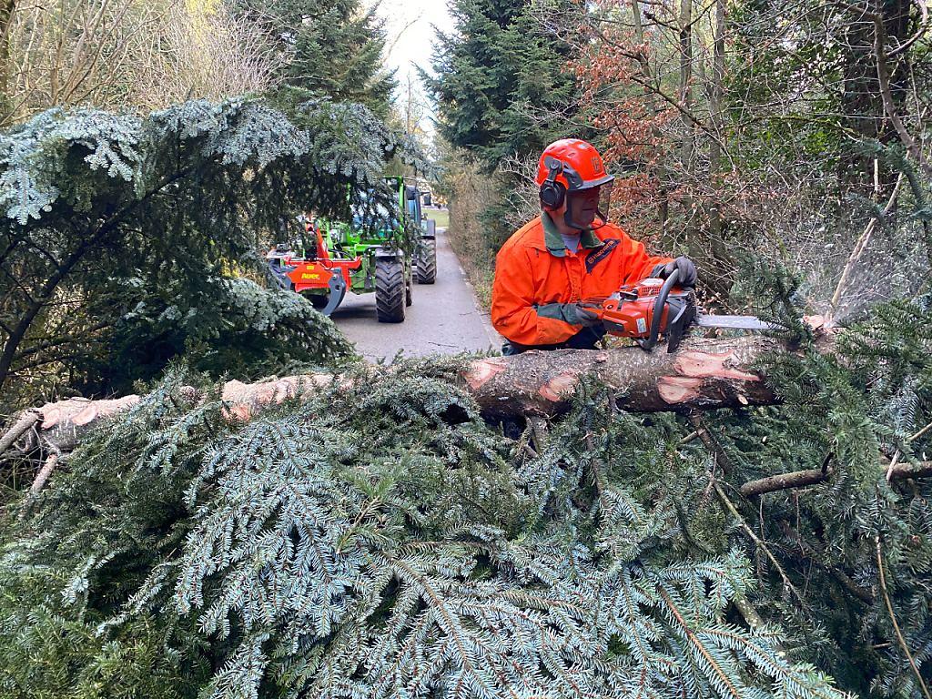 arbres tombés