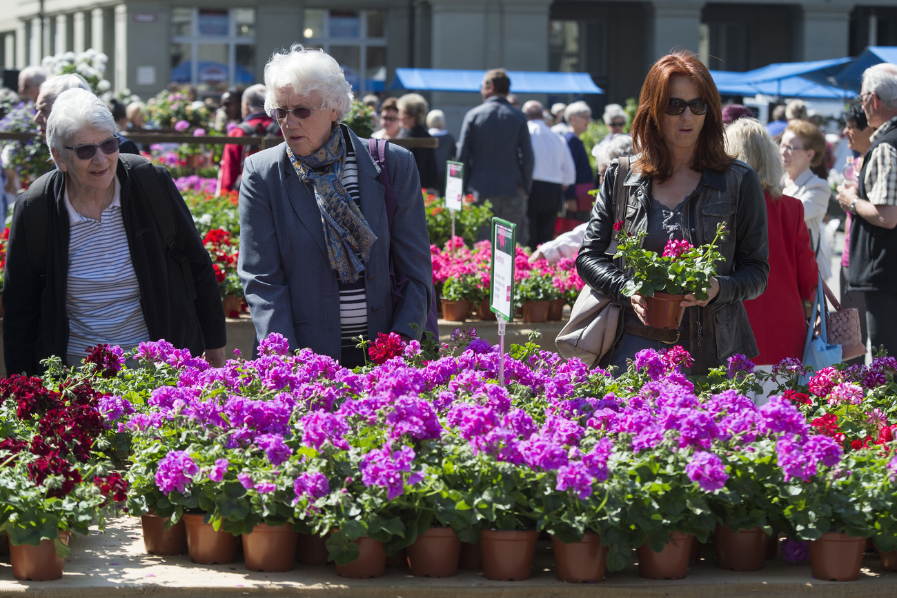 marché aux géraniums de berne