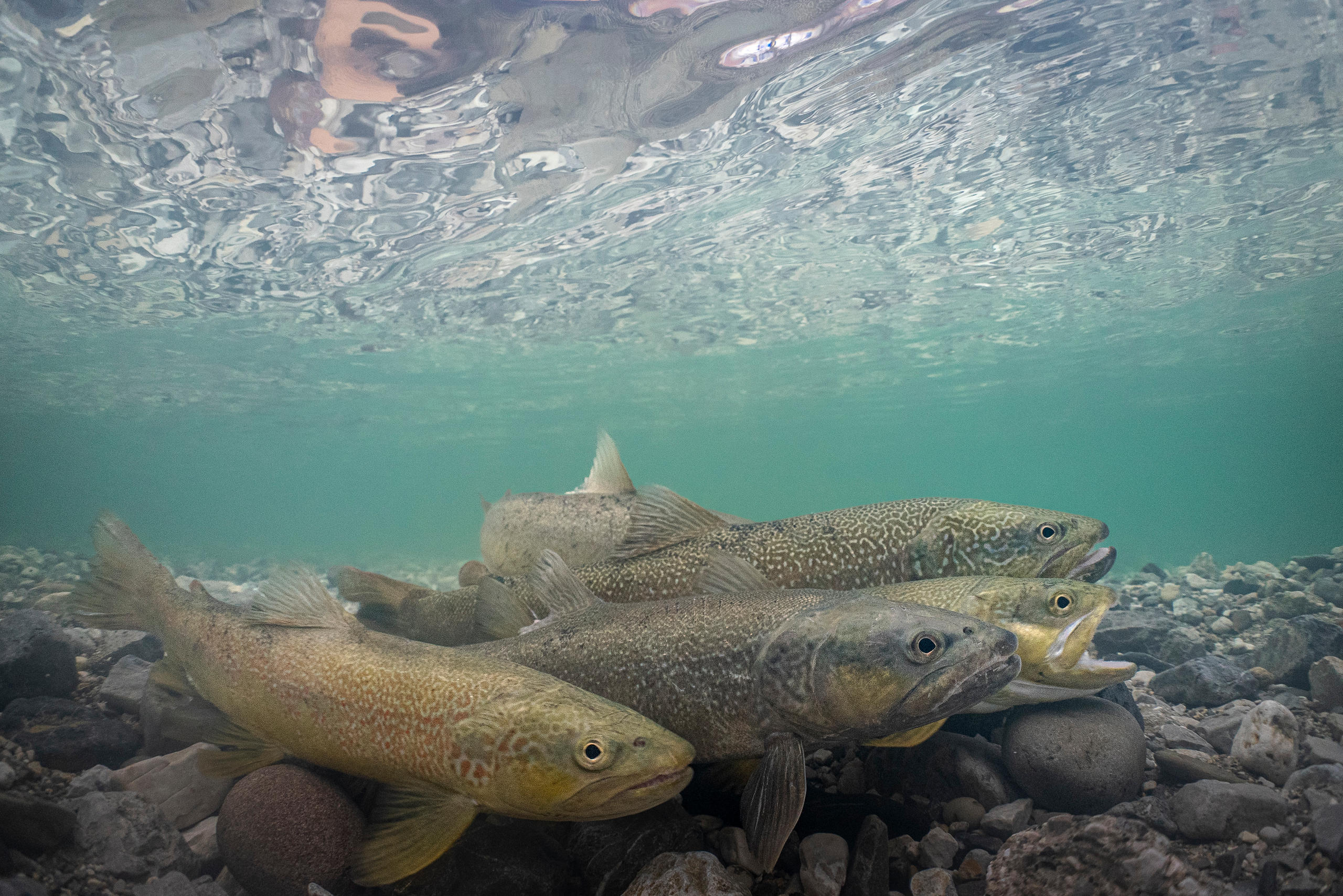 Marble trout in canton Ticino.