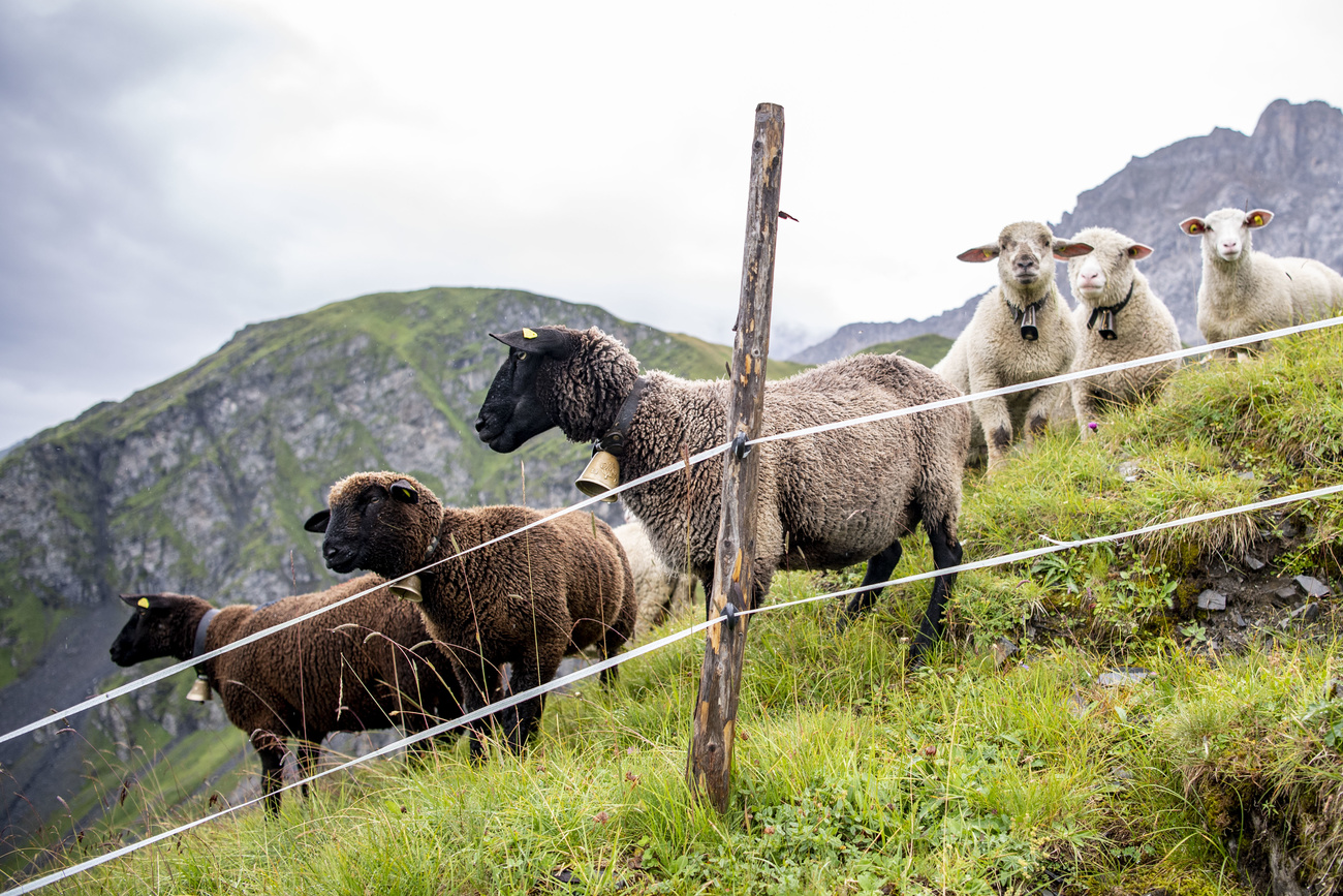 moutons protégés par une clôture