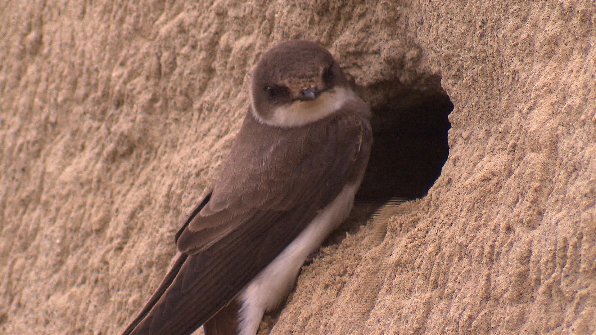 Swallow digging a hole in the sand