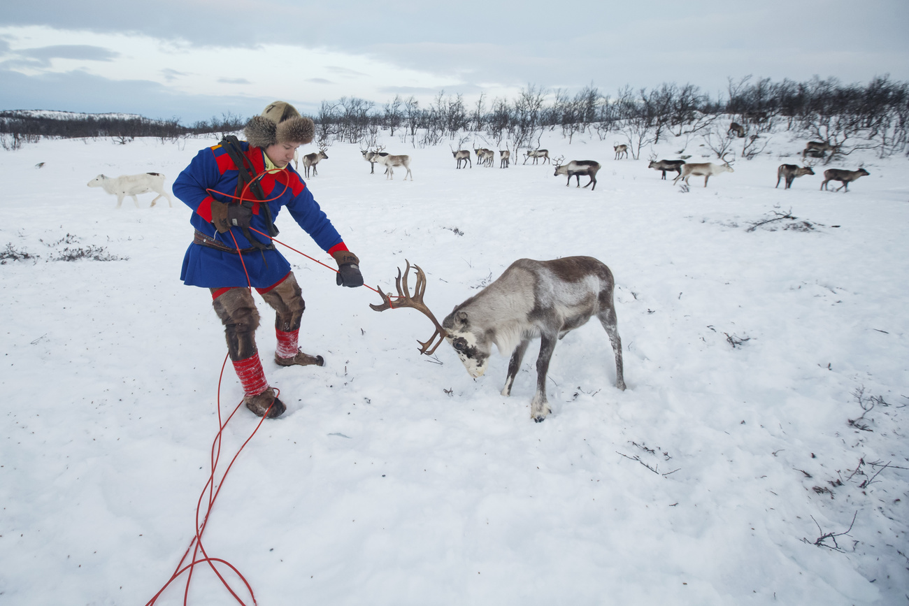 Un Sami capture un renne en Norvège