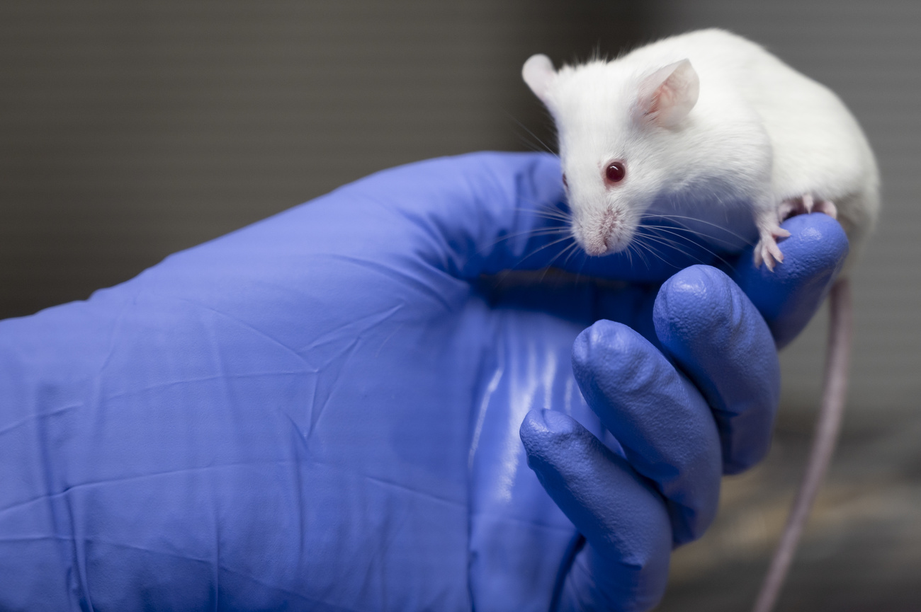 Une souris de laboratoire sur une main gantée