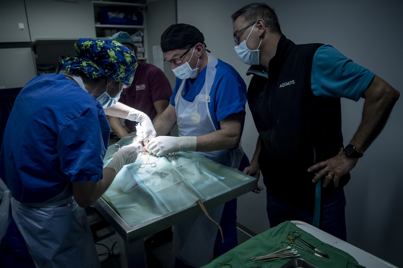 Des vétérinaires à l oeuvre