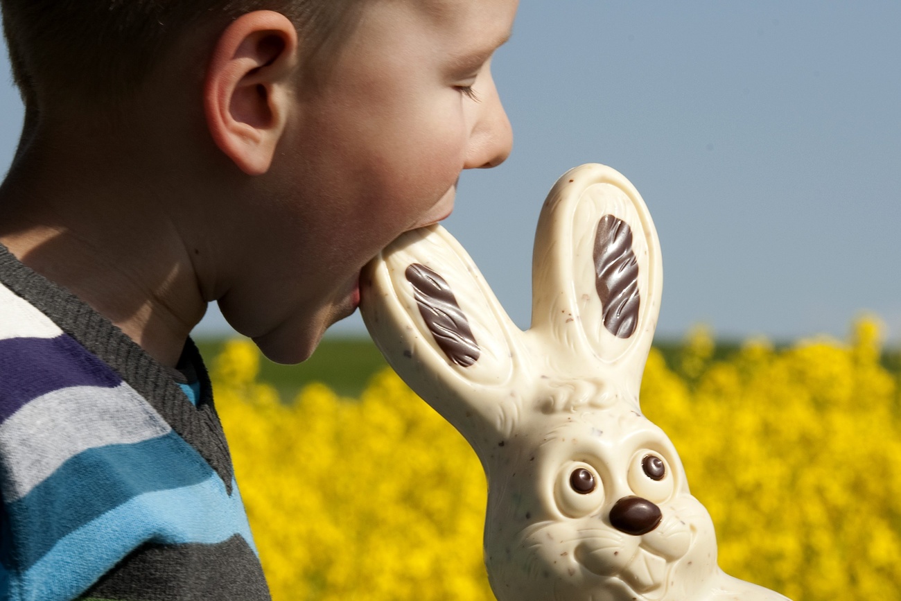 Un enfant mange un lapin en chocolat.