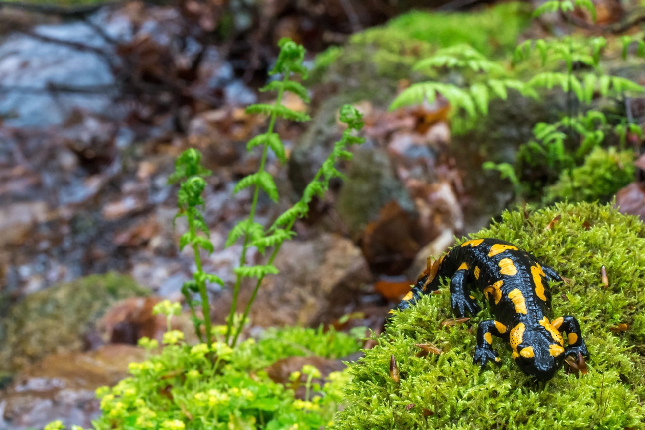 salamandra su muschio vicino a corso d acqua