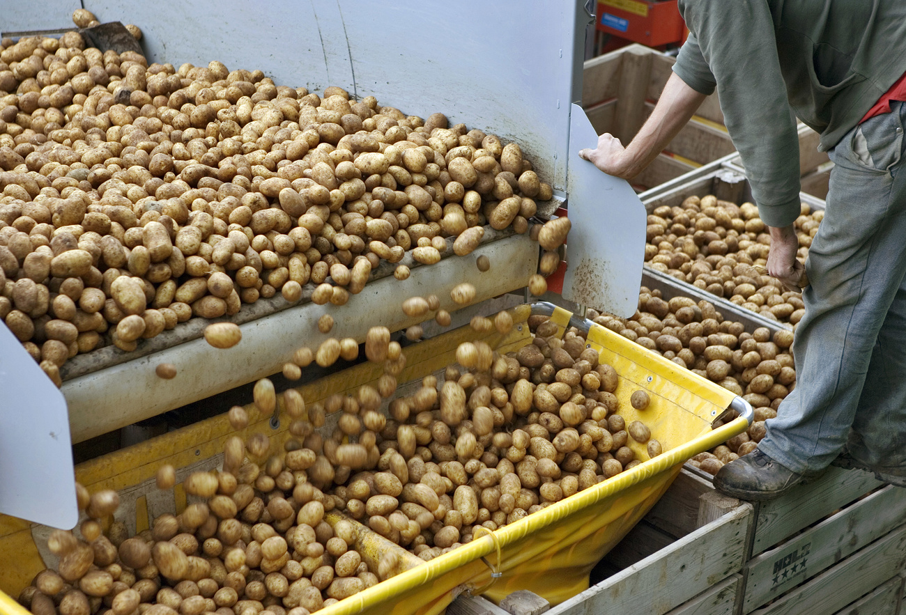 Potatoes tumble out of a machine into a box