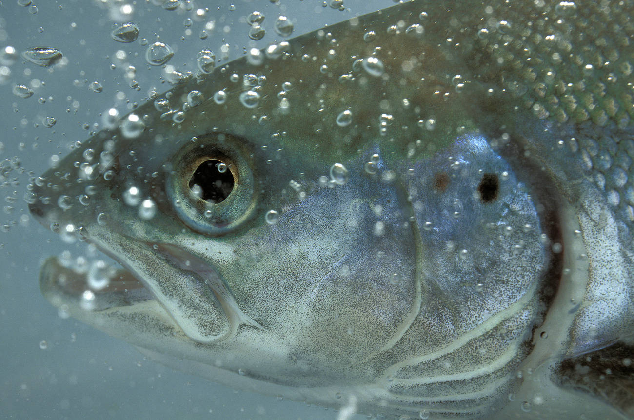 Lachs