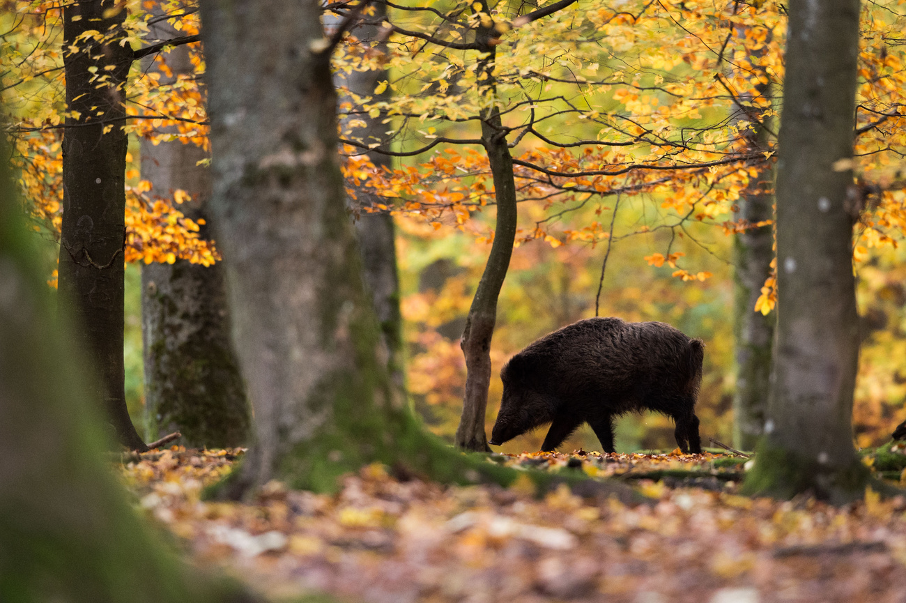 cinghiale nel bosco