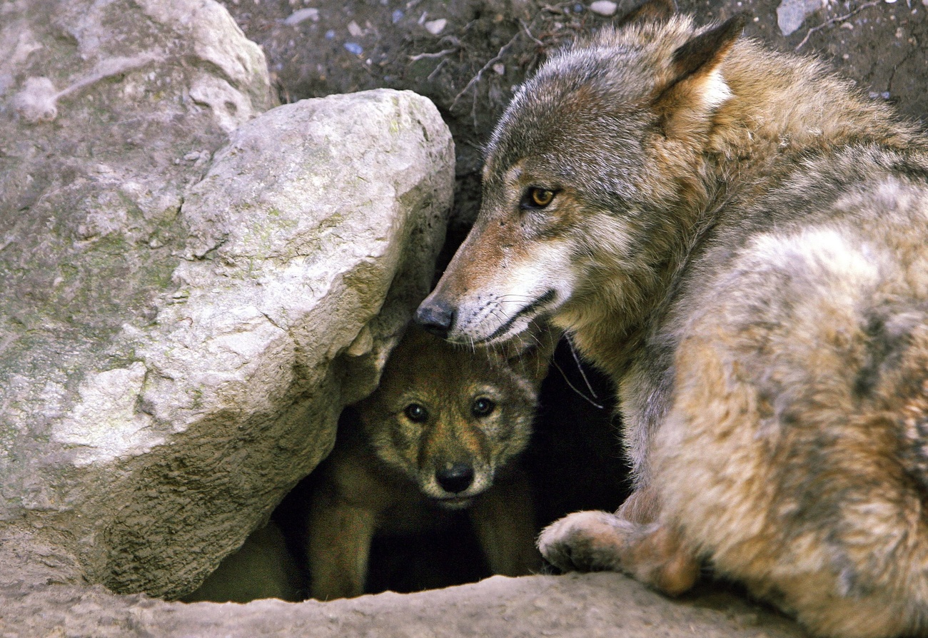 cucciolo di lupo guarda fuori dalla tana davanti alla quale si trova un esemplare adulto