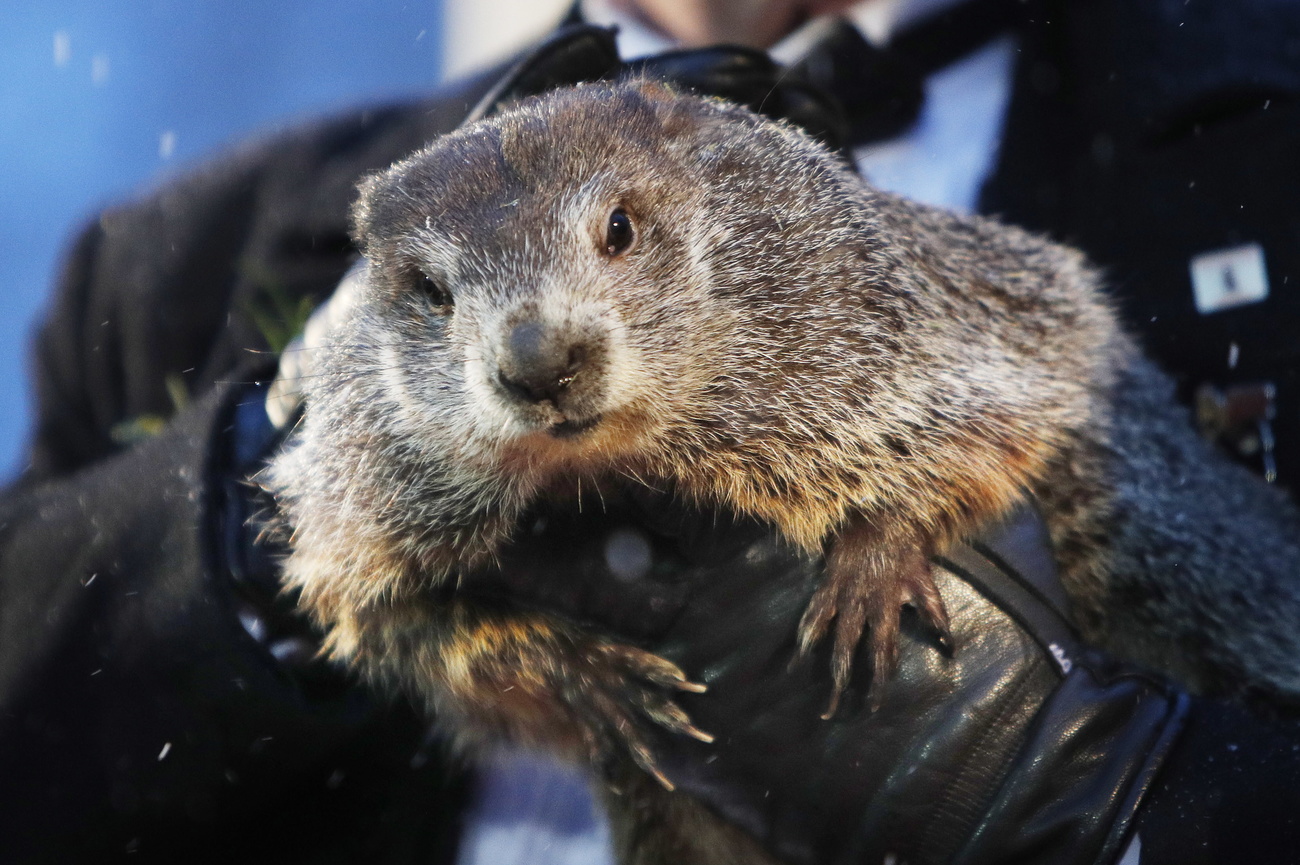 Punxsutawney Phil