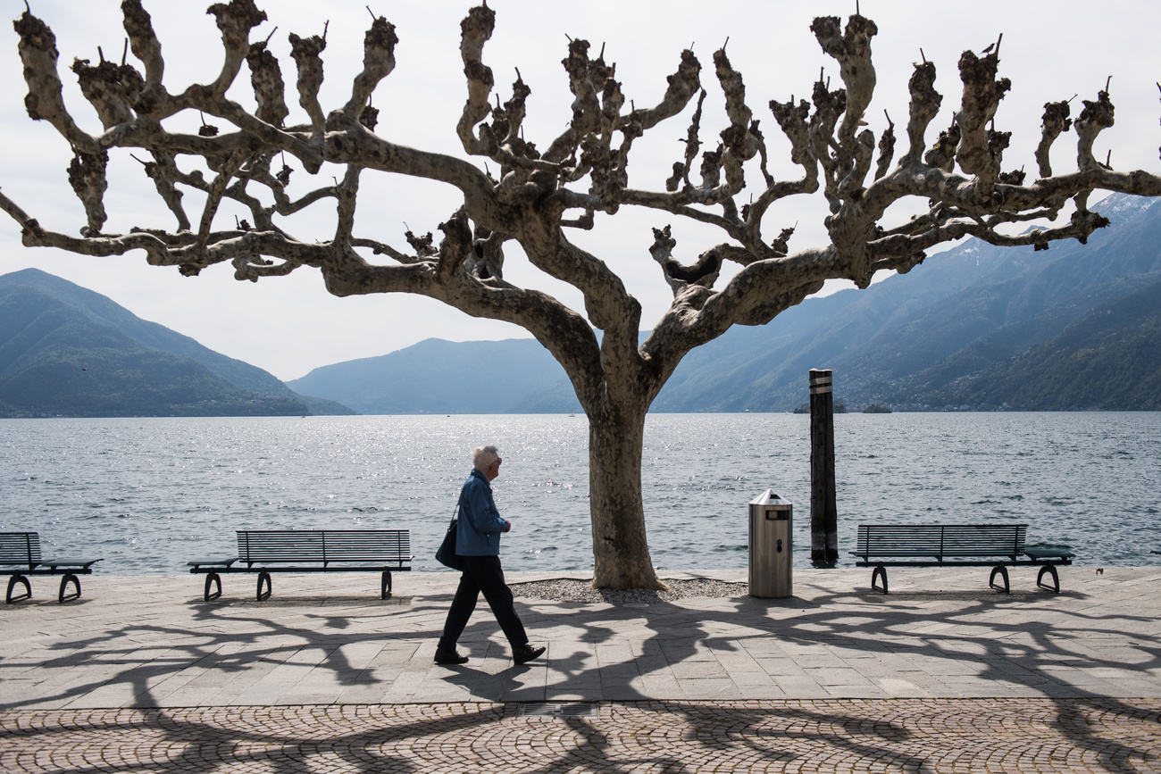 Alter Mann läuft unter einer Platane durch, im Hintergrund ein See