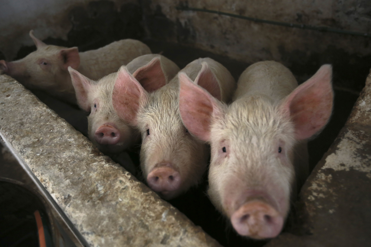 Pigs