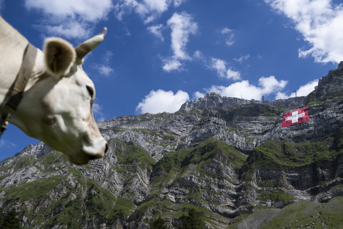 Mucca guarda una montagna con una bandiera svizzera.