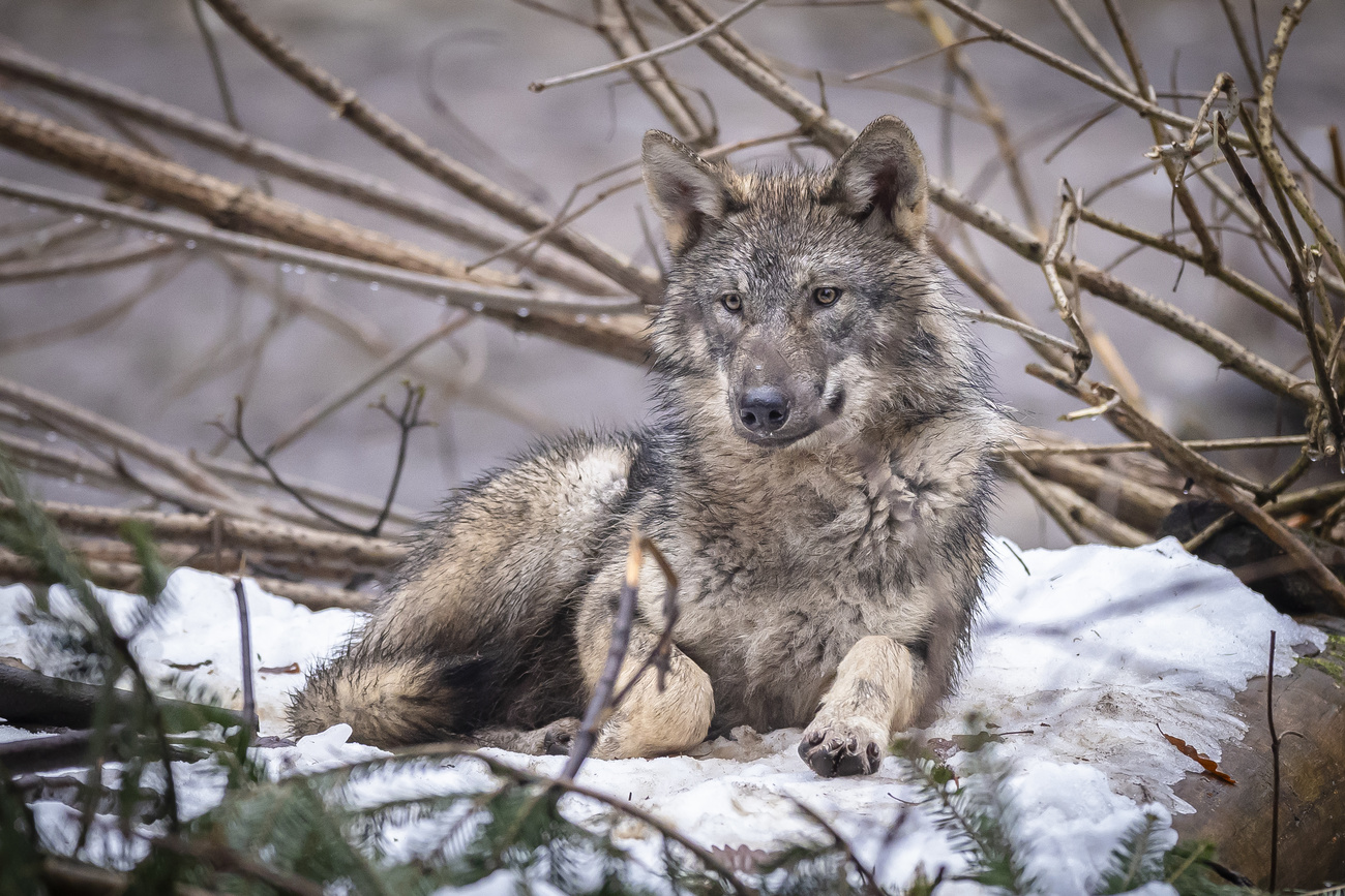 Wolf in Switzerland.