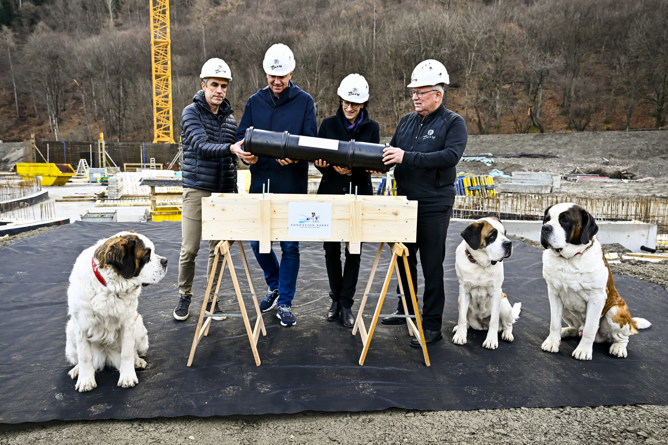 Quatre architectes avec trois chiens saint-bernard