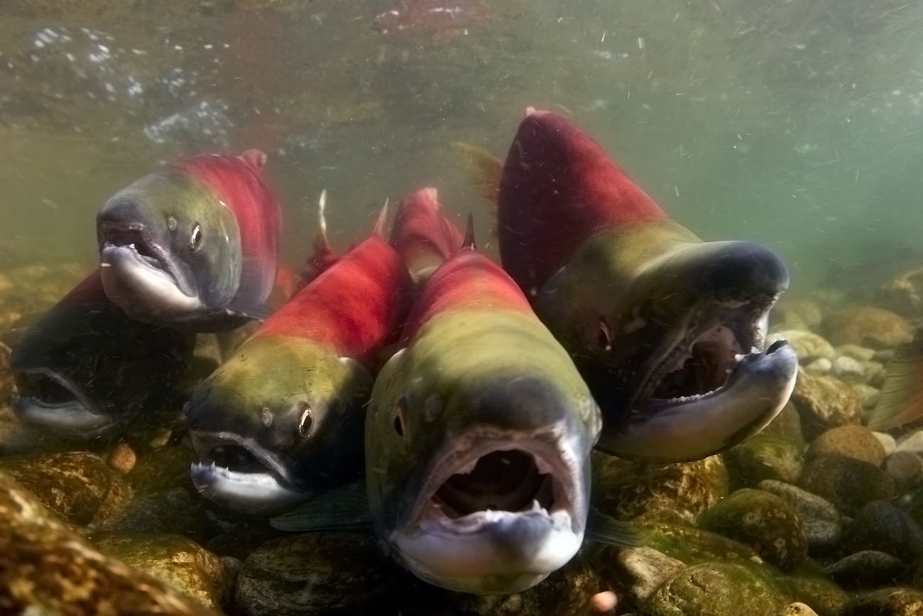 salmon in river
