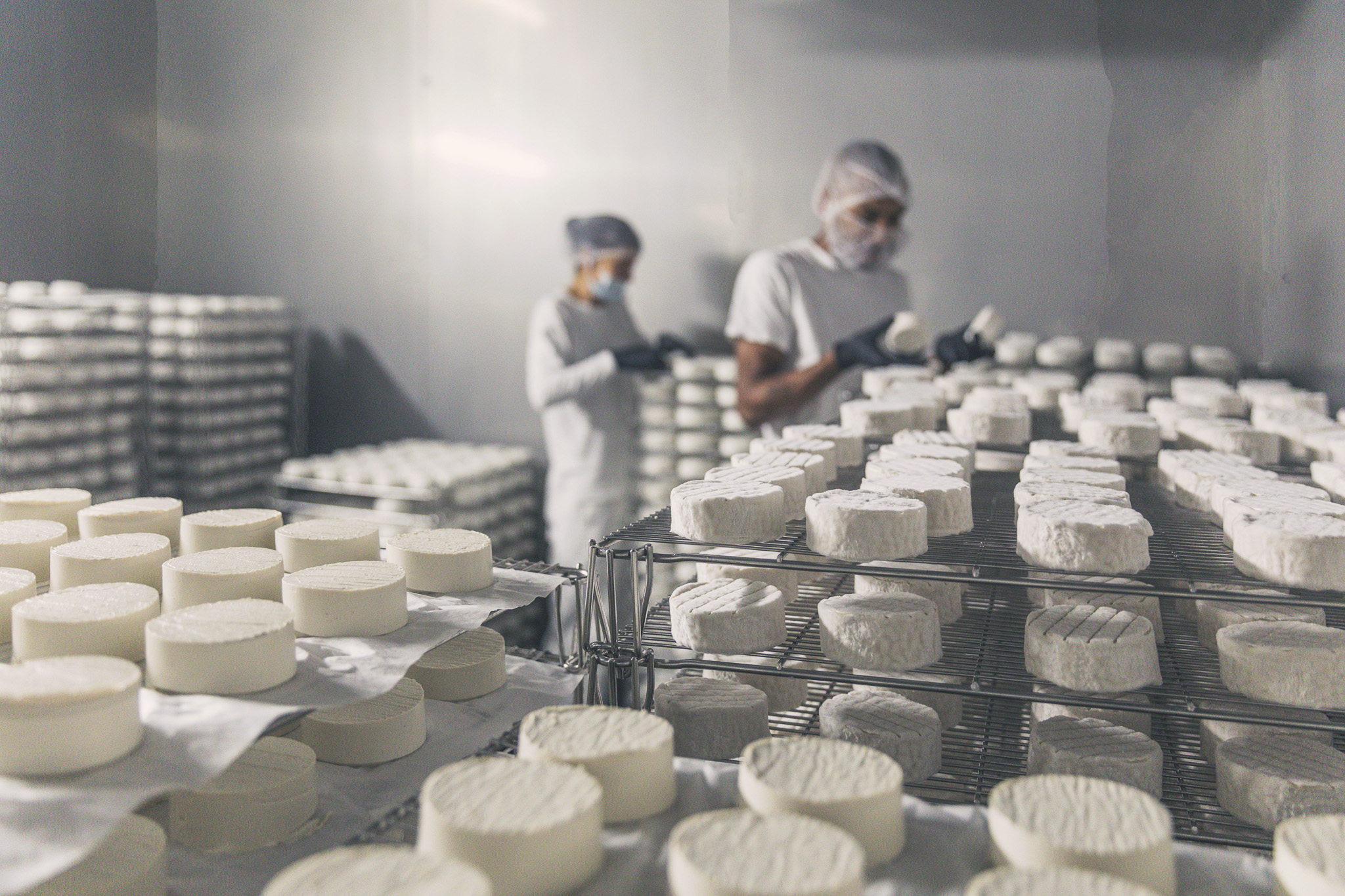 The challenges of being a vegan cheesemaker in Switzerland  – SWI swissinfo.ch