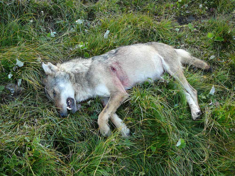 Wolf in Switzerland that has been shot dead