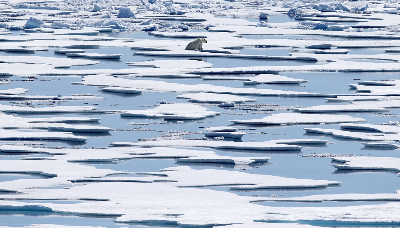 Orso polare su ghiacci