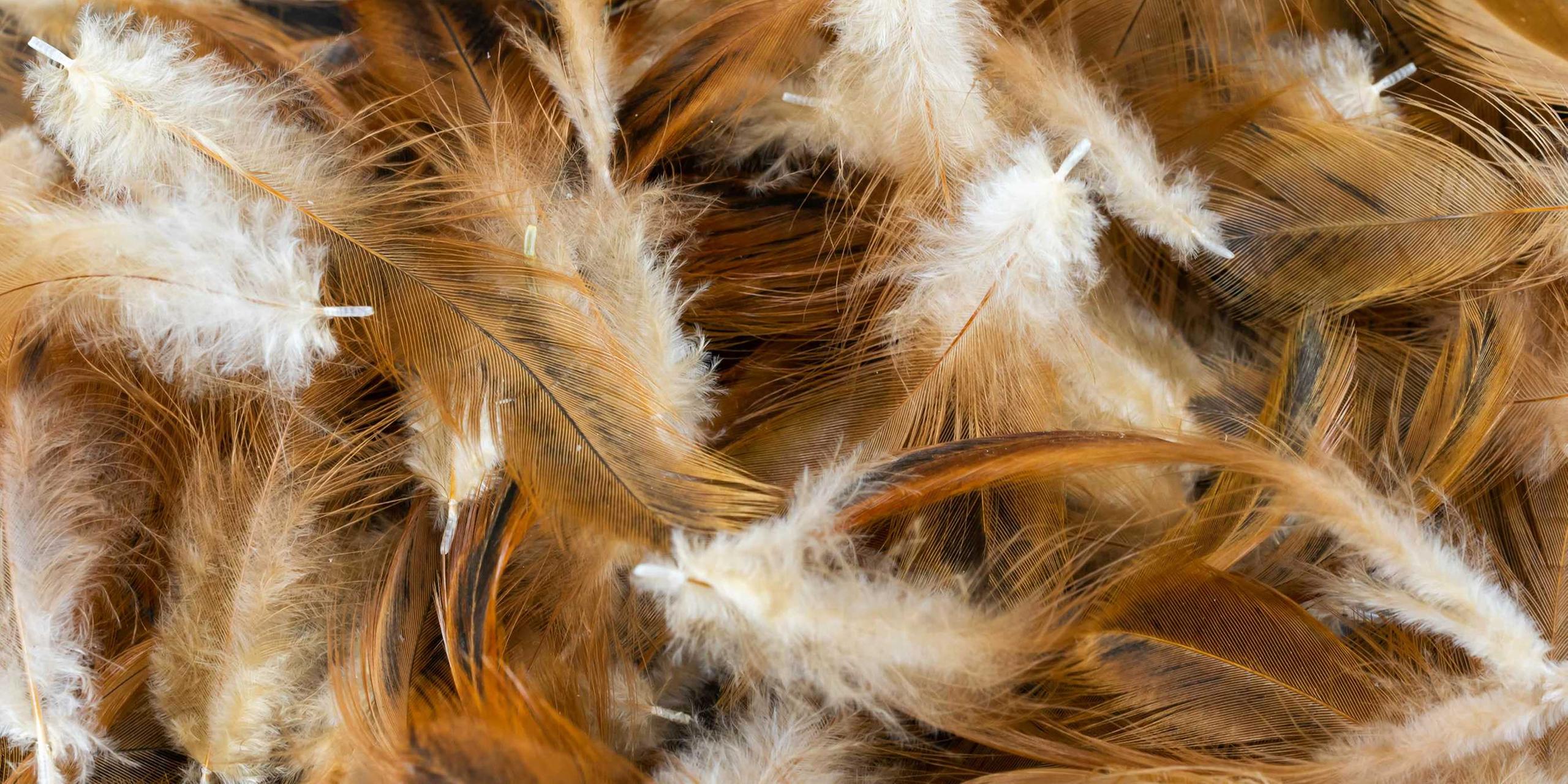 Image of chicken feathers.