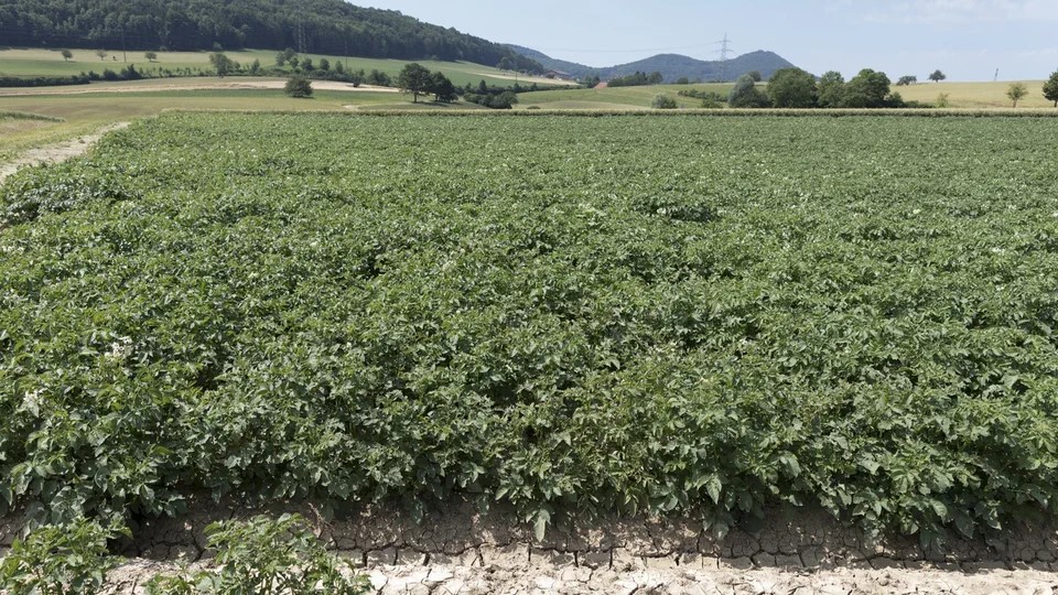 Ein Feld mit Kartoffelpflanzen