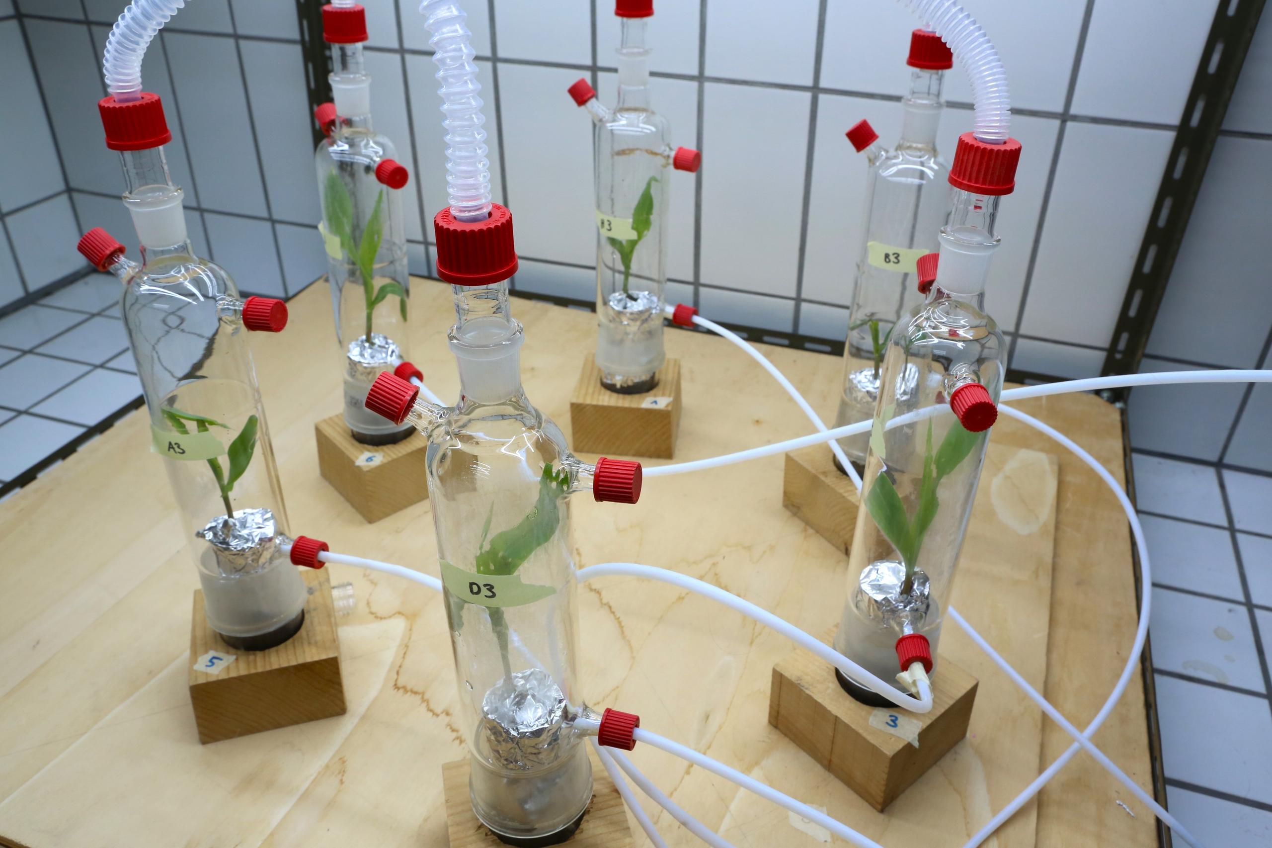 circuito en el laboratorio de plantas de maíz en frascos y conectadas entre sí por tubos