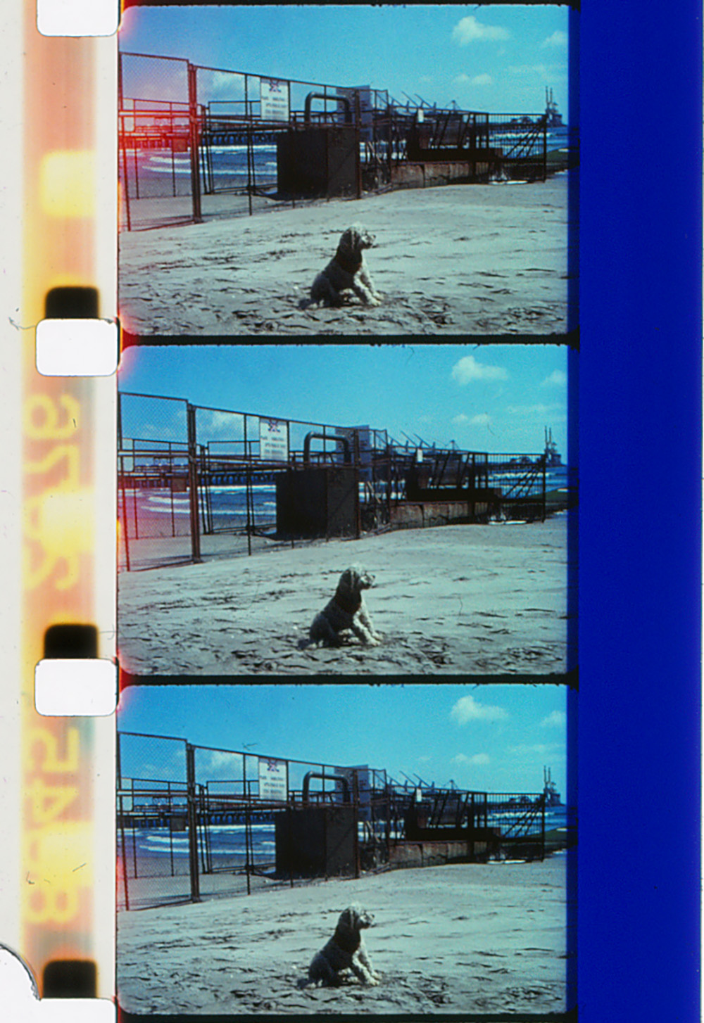 Fragment of a filmogram showing a dog in a beach