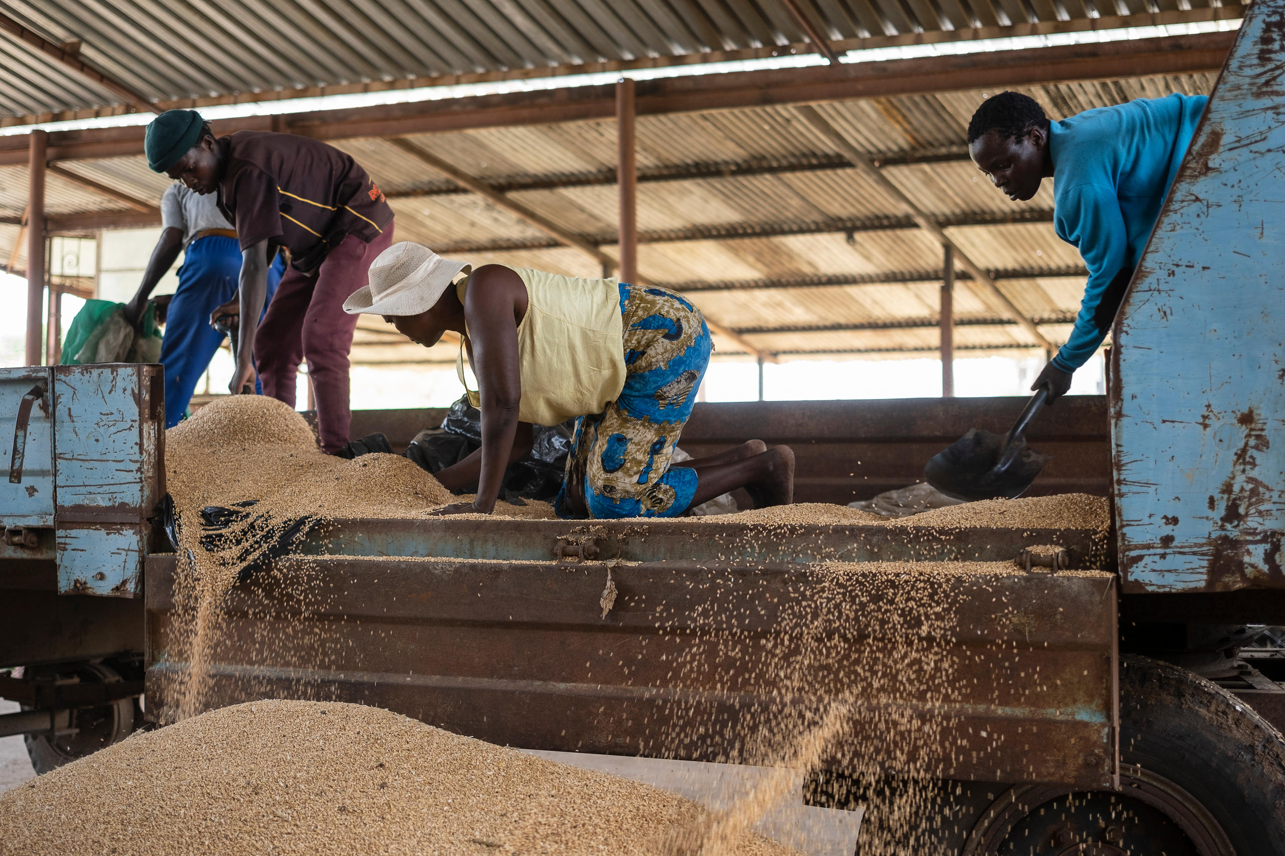 Weizen wird von einem Traktor in einen Lagerraum entladen.