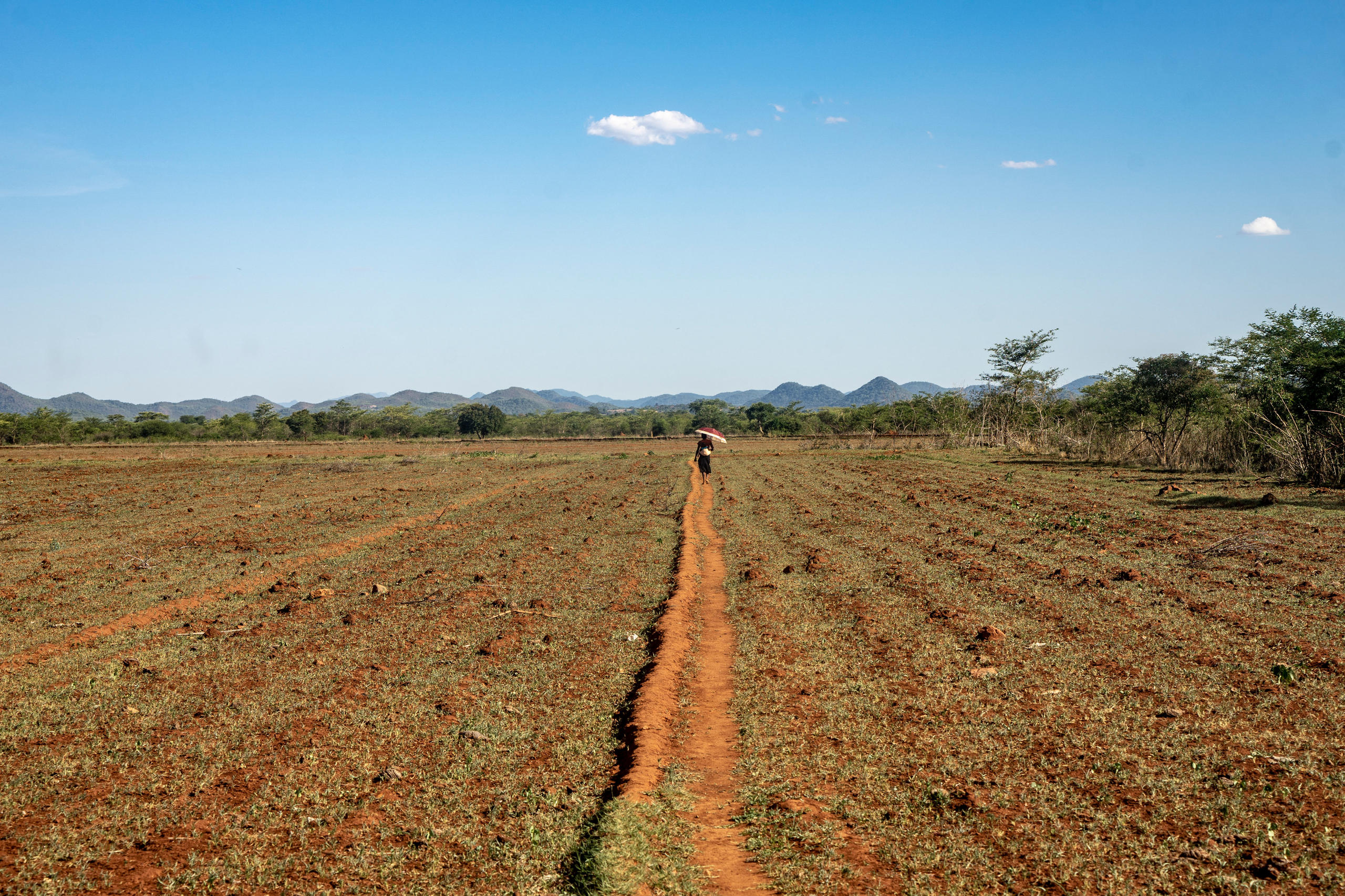 A woman walks along a path formed in the fallow fields in Zvishavane