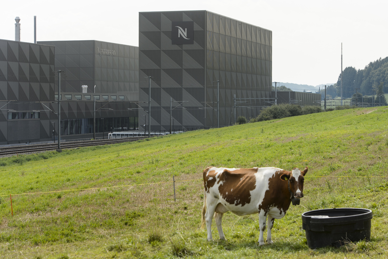 Cow in front of the Nespresso plant in Romont