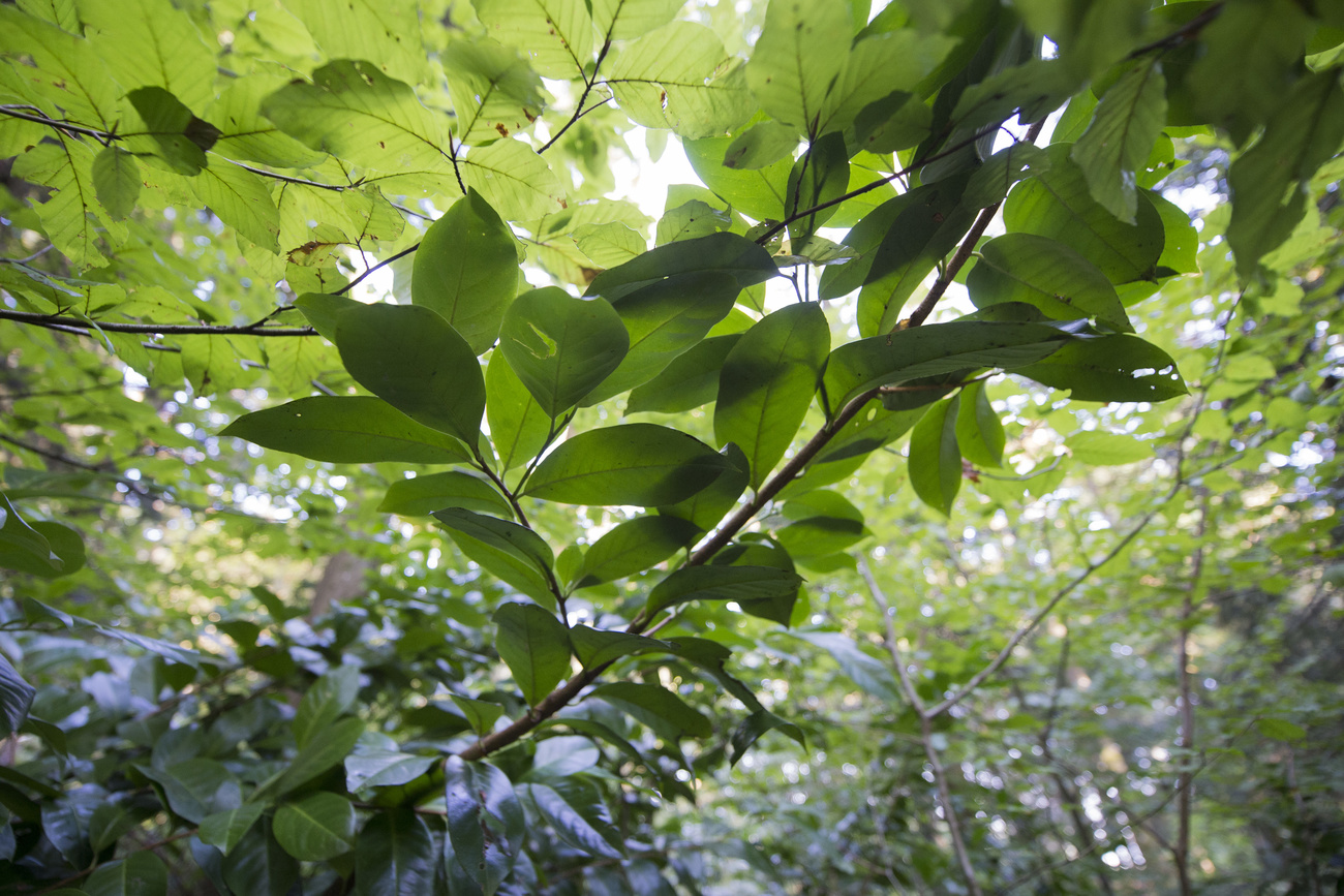 非本地植物的影响远在园林之外，会对本地生态系统造成危害。例如图中所示苏黎世州的桂樱。