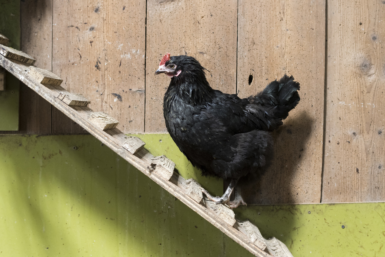 poule noire