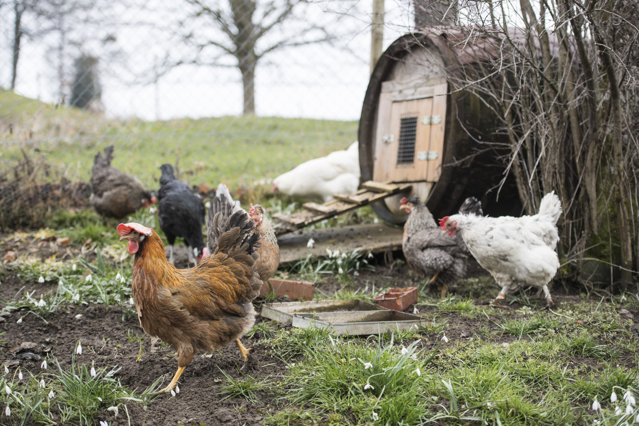 des poules