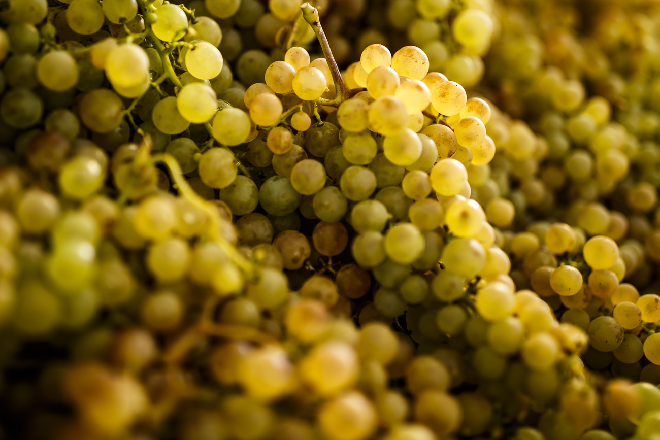 黄緑色のブドウ