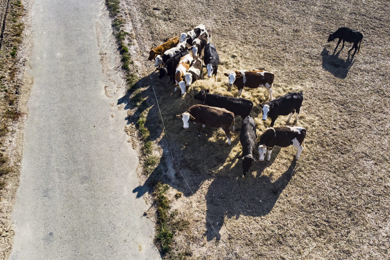 Des vaches cherchent de l'herbe dans un champ sec à Chavornay, lors d'un épisode de sécheresse.