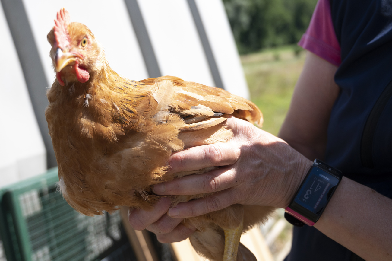 La poule n’est pas une peluche, mais elle tolère la proximité de l’être humain.