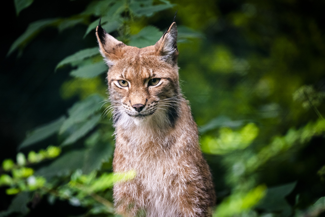 Der Schweizer Luchs lässt sich in Deutschland nieder