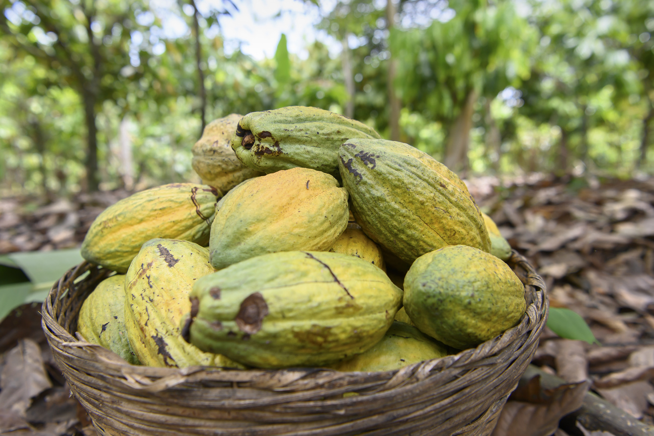 Cocoa beans in basket.