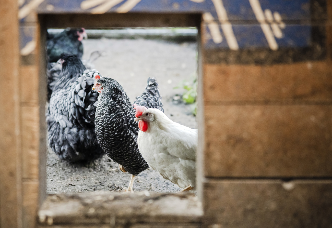 gallina bianca e nera nel pollaio