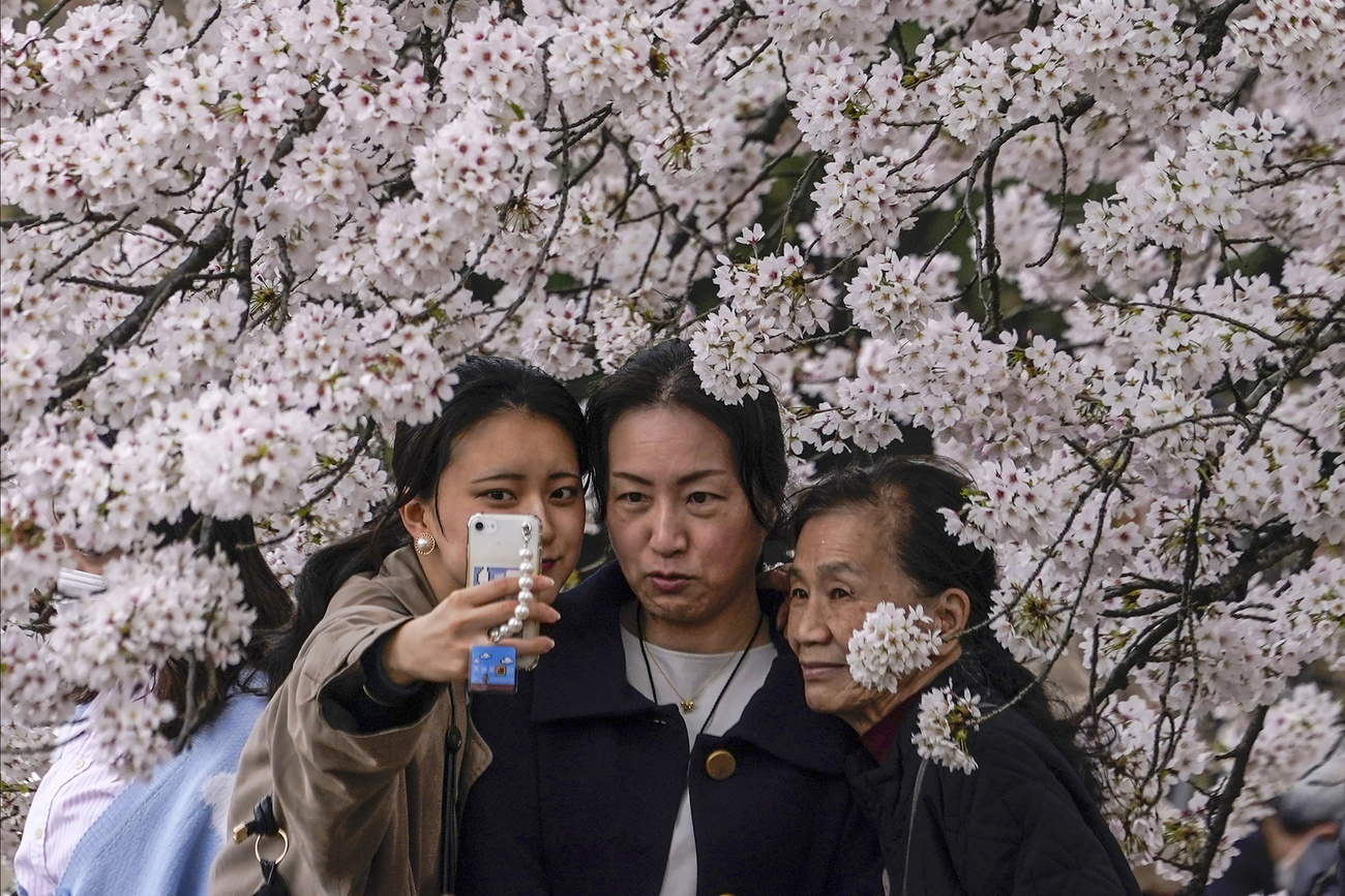 桜の下で自撮りする女性たち