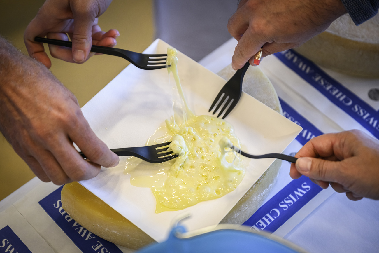 Swiss cheese on a plate