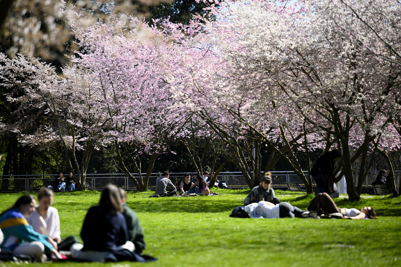 People take a lunch break and enjoy the sunshine of a warm spring day under flowering cherry trees and enjoy the sunshine of a spring day at the Mon Repos Park, in Lausanne, Switzerland, Thursday, March 14, 2024.