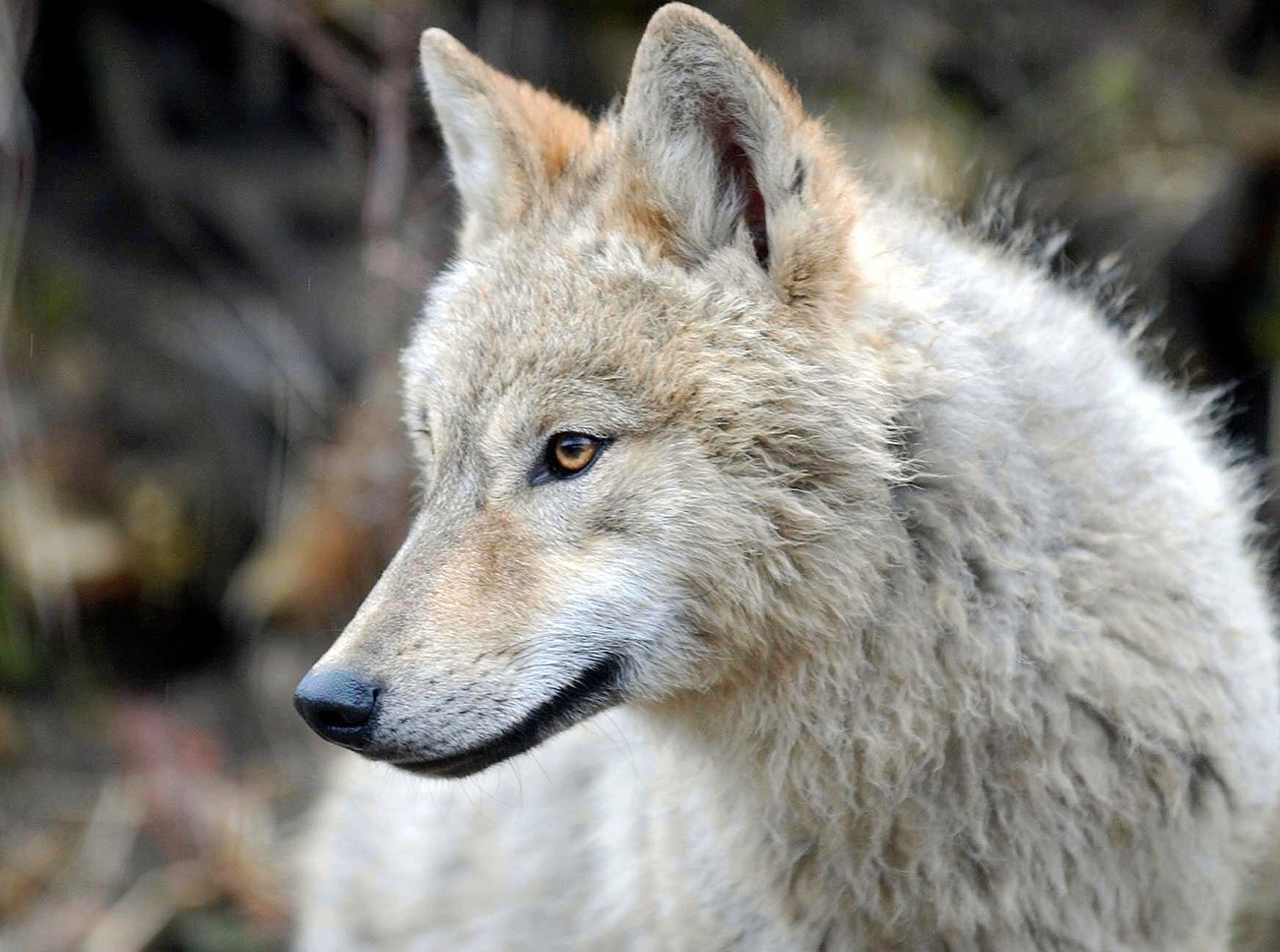 wolf with brown eyes looking to the side