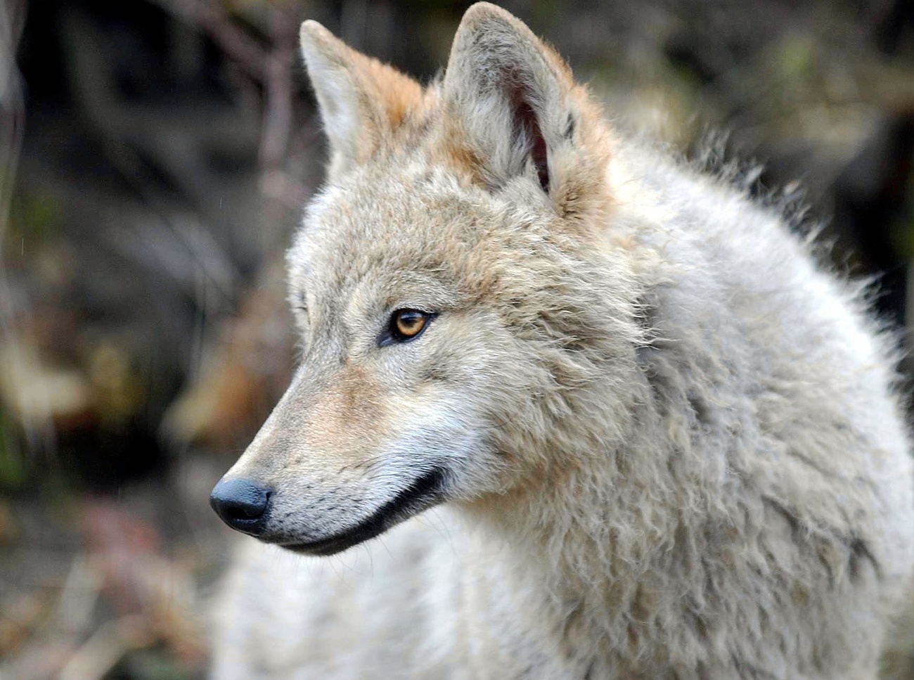 Third of Swiss support preventive wolf culls - SWI swissinfo.ch