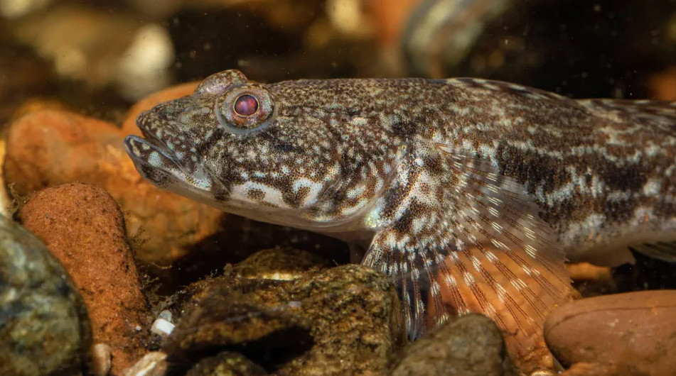 A small brown fish with slightly budding eyes laying among rocks at the bottom of a body of water.