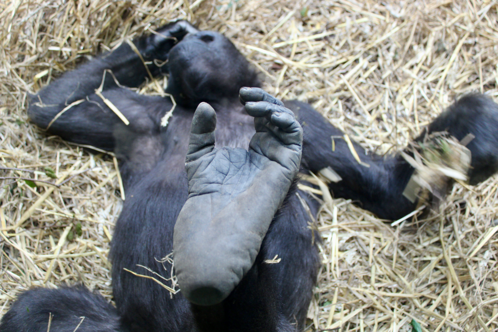 Chimpanzee shows his feet