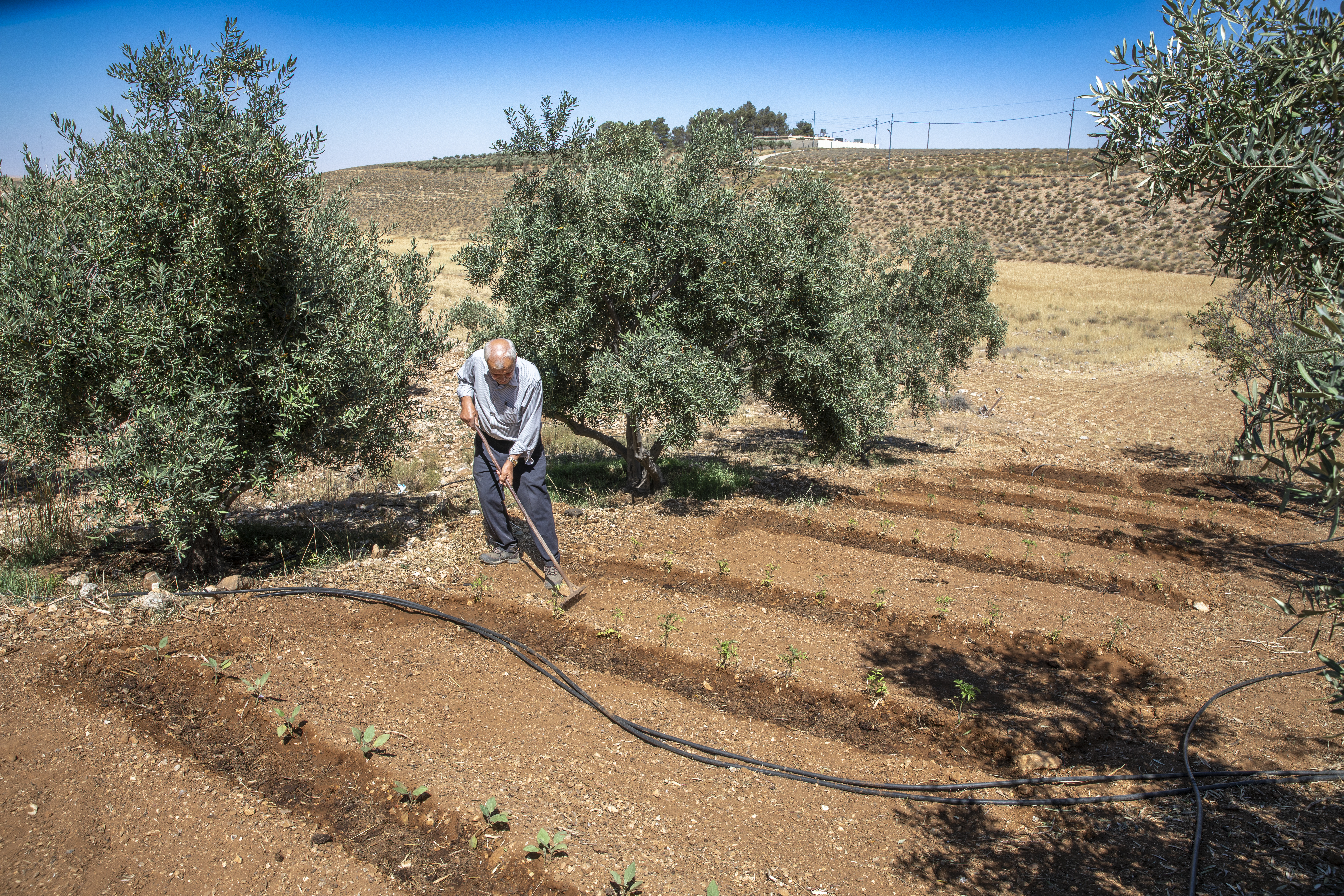 Mahmoud Habahbeh, 77 ans, participant au programme de Mercy Corps, a reçu une subvention pour améliorer ses techniques de culture, y compris la remise en état de sa pompe à eau. Il travaille ici dans son champ de tomates avec le nouveau système d'irrigation.