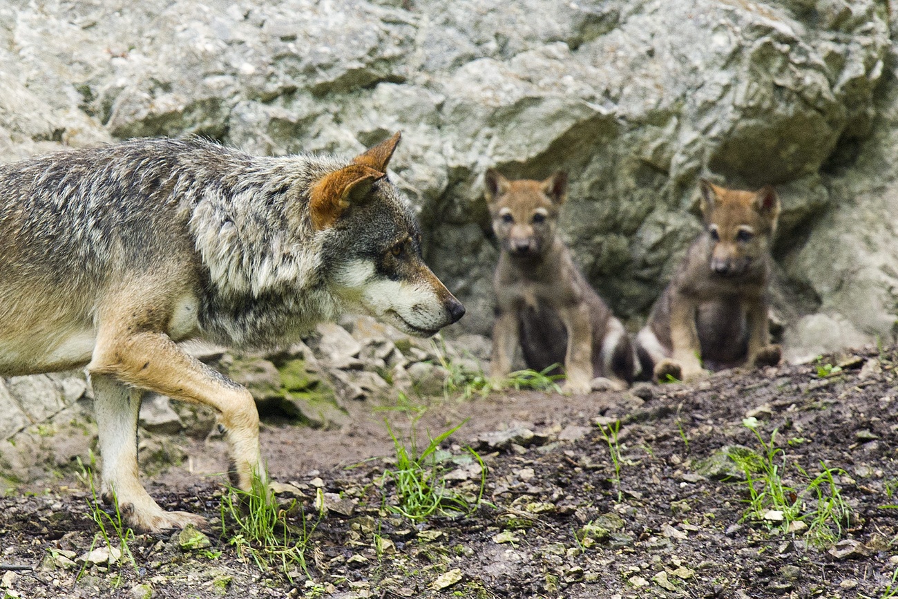 Zwei Wolfswelpen und ihre Mutter