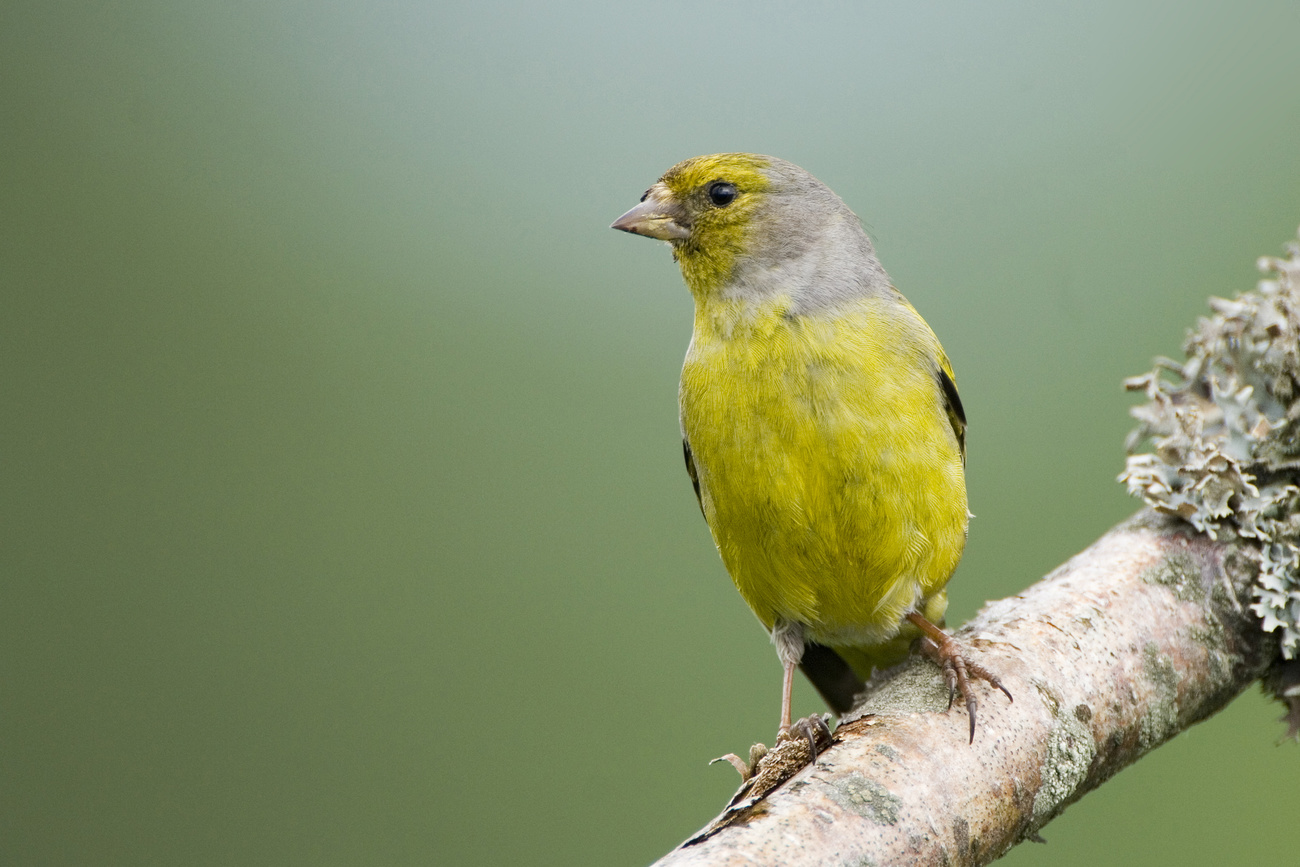 Gelber Vogel mit gelbem Schnabel